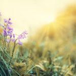 blossoms, light, violet, spring, nature, yellow, atmospheric, lighting mood, plant, bloom, mood, spring flowers, shining, landscape, petals, spring flower, the atmosphere, tender, spring, spring, spring, spring, spring