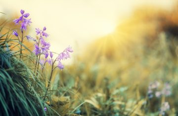 blossoms, light, violet, spring, nature, yellow, atmospheric, lighting mood, plant, bloom, mood, spring flowers, shining, landscape, petals, spring flower, the atmosphere, tender, spring, spring, spring, spring, spring