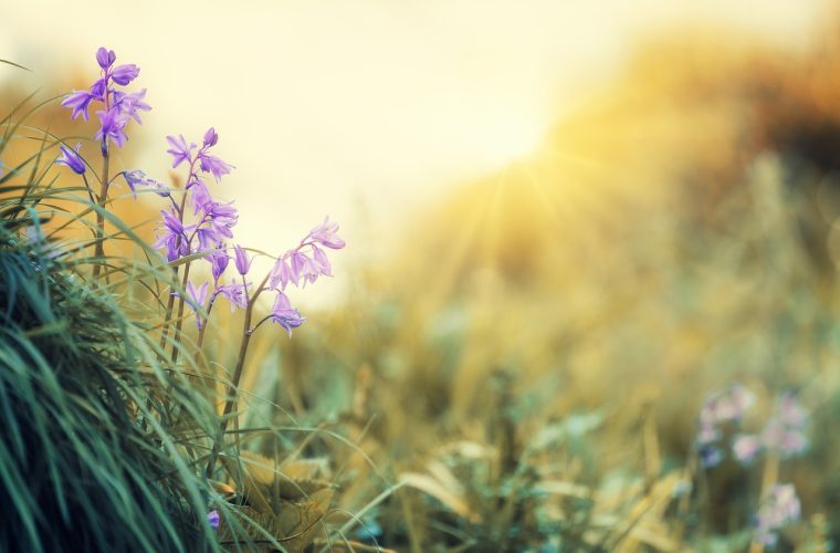 blossoms, light, violet, spring, nature, yellow, atmospheric, lighting mood, plant, bloom, mood, spring flowers, shining, landscape, petals, spring flower, the atmosphere, tender, spring, spring, spring, spring, spring