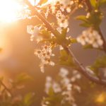 Beautiful cherry blossoms glowing in the warm light of a spring sunset, evoking serenity and renewal.