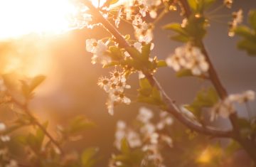 Beautiful cherry blossoms glowing in the warm light of a spring sunset, evoking serenity and renewal.