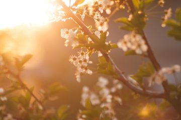 Beautiful cherry blossoms glowing in the warm light of a spring sunset, evoking serenity and renewal.