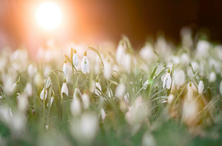 A serene field of snowdrops with the warm glow of sunrise, capturing the essence of spring in nature.